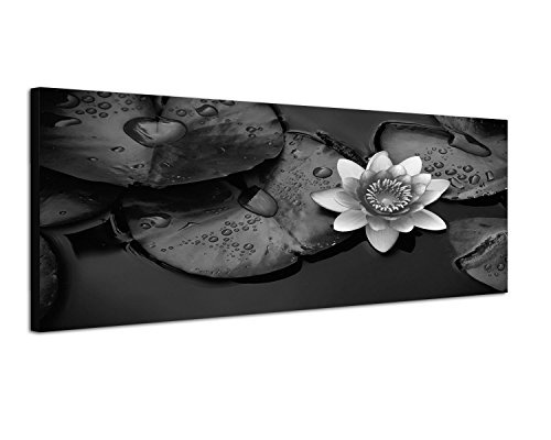 Augenblicke Wandbilder Keilrahmenbild Panoramabild SCHWARZ/Weiss 150x50cm Wasser Wasserrose Blätter Tropfen