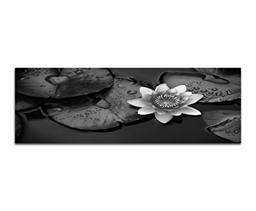 Augenblicke Wandbilder Keilrahmenbild Panoramabild SCHWARZ/Weiss 150x50cm Wasser Wasserrose Blätter Tropfen