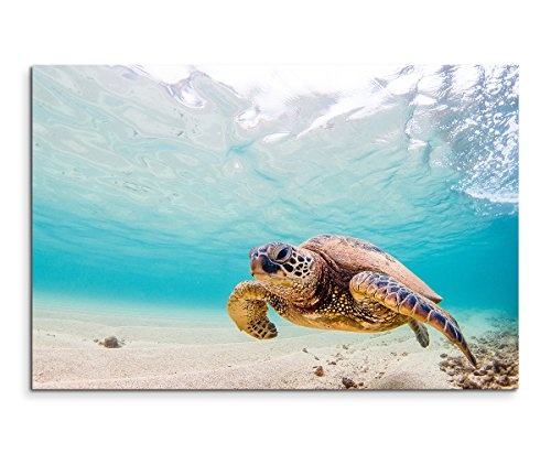 Sinus Art Wandbild 120x80cm Tierfotografie - Grüne Meeresschildkröte, Hawaii