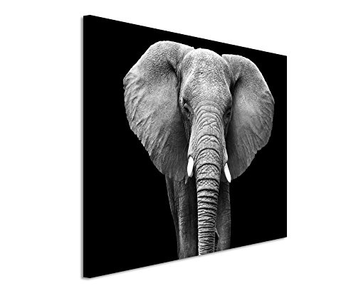 Fotoleinwand 120x80cm Tierbilder - Großer Elefanten von vorne schwarz weiß