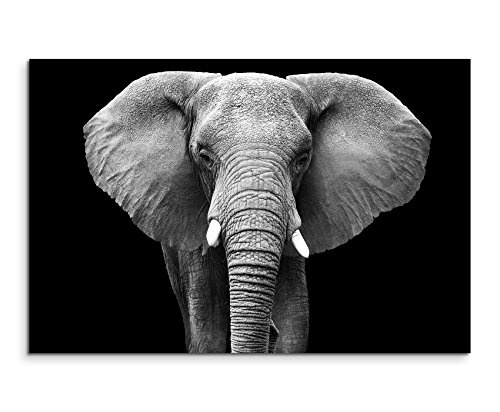 Fotoleinwand 120x80cm Tierbilder - Großer Elefanten von vorne schwarz weiß