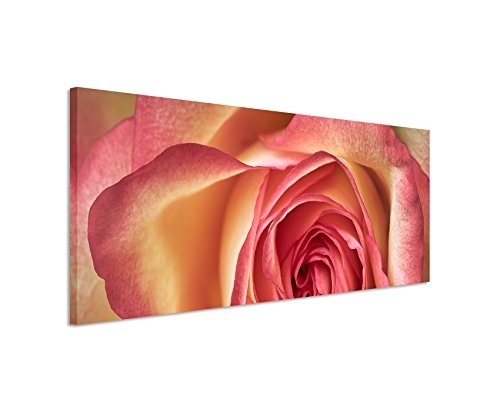 Panoramabild 150x50cm Naturfotografie - Rosa gelbe Rose...