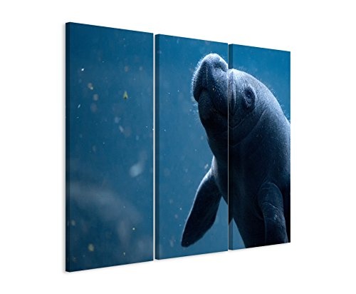 3 teiliges Bild Bilder gesamt 130x90cm Tierbilder - Unterwasser Seekuh