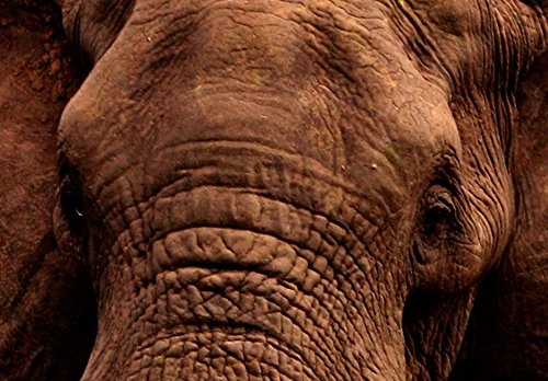 murando - Bilder 225x112 cm Vlies Leinwandbild 5 TLG Kunstdruck modern Wandbilder XXL Wanddekoration Design Wand Bild - Afrika Elefant Tier Natur Landschaft wie gemalt g-C-0025-b-m