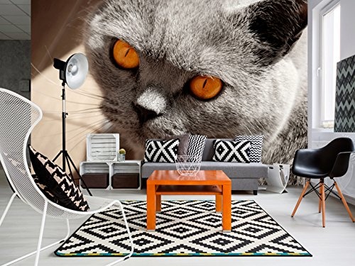 murando - Fototapete 250x175 cm - Vlies Tapete - Moderne Wanddeko - Design Tapete - Wandtapete - Wand Dekoration - Tier Katze g-A-0109-a-a