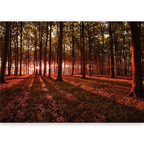 murando - Vlies Fototapete 500x280 cm - Größe Format XXL- Vlies Tapete - Moderne Wanddeko - Design Tapete - Wald Natur Landschaft Bäume c-B-0127-x-d