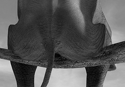murando - Bilder 40x60 cm Vlies Leinwandbild 1 TLG Kunstdruck modern Wandbilder XXL Wanddekoration Design Wand Bild - Elefant Baum Wüste Tier Natur für Kinder g-B-0033-b-c