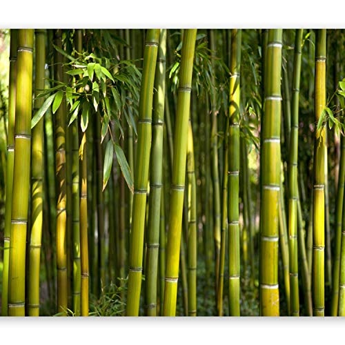 murando - Fototapete 350x256 cm - Vlies Tapete - Moderne Wanddeko - Design Tapete - Wandtapete - Wand Dekoration - Bambus Baum Bäume Bambusweld Natur Wald grün Asien Asia b-B-0072-a-b