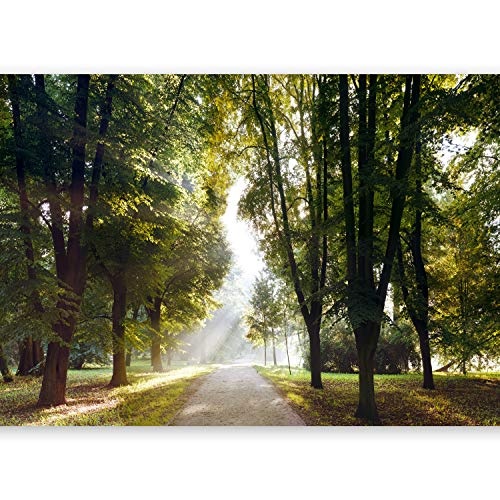 murando - XXXL Fototapete 600x280 cm - Größe Format 6m - Vlies Tapete - Moderne Wanddeko - Design Tapete - Park Natur Landschaft Baum c-A-0102-x-f