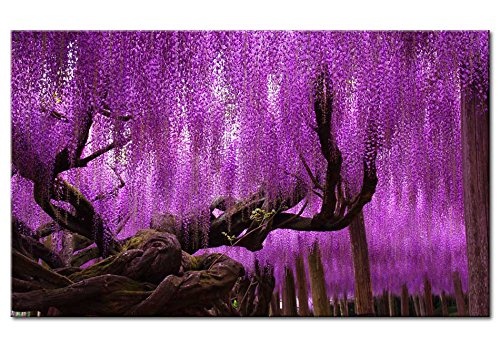 B&D XXL murando - Leinwandbilder Baum 150x90 cm - Bild für die Selbstmontage - Wandbilder XXL - Kunstdruck - Natur violett b-B-0032-b-a