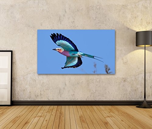 islandburner Bild auf Leinwand Lilac-Breasted Roller (Coracias caudatus) Exotischer Vogel Wandbild, Poster, Leinwandbild, Deko, Wanddeko, Wandtattoo