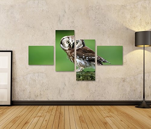 islandburner Bild Bilder auf Leinwand Boreale Eule des kleinen Vogels, Aegolius funereus, sitzend auf Lärchenstein mit klarem grünem Waldhintergrund Wandbild, Poster, Leinwandbild HDN