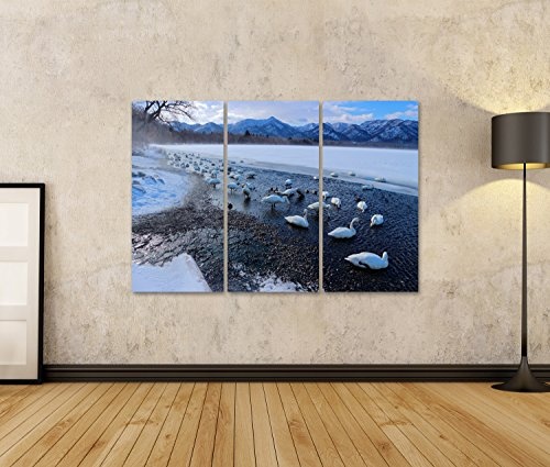 islandburner Bild Bilder auf Leinwand Singschwan, Cygnus Cygnus, Vögel im Naturlebensraum Wandbild, Poster, Leinwandbild HNE