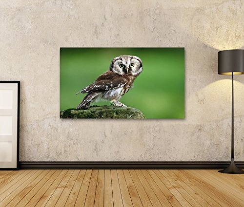 islandburner Bild Bilder auf Leinwand Boreale Eule des kleinen Vogels, Aegolius funereus, sitzend auf Lärchenstein mit klarem grünem Waldhintergrund. Wandbild, Poster, Leinwandbild HMW