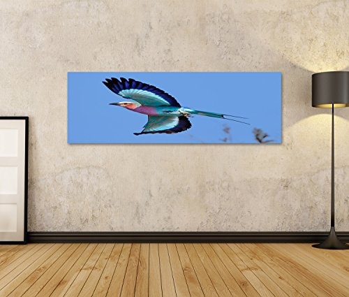 islandburner Bild auf Leinwand Wandbild Leinwandbild Bilder Poster Lilac-Breasted Roller (Coracias caudatus) Exotischer Vogel Wandbild, Poster, Leinwandbild
