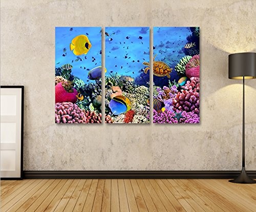 islandburner Bild Bilder auf Leinwand Aquarium Fische Meerwasser Tropische Doktorfische 3p XXL Poster Leinwandbild Wandbild Dekoartikel Wohnzimmer Marke