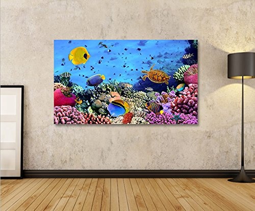 islandburner Bild Bilder auf Leinwand Aquarium Fische Meerwasser Tropische Doktorfische 1p XXL Poster Leinwandbild Wandbild Art up Your Life ®
