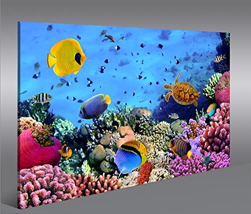 islandburner Bild Bilder auf Leinwand Aquarium Fische Meerwasser Tropische Doktorfische 1K XXL Poster Leinwandbild Wandbild Art up Your Life ®