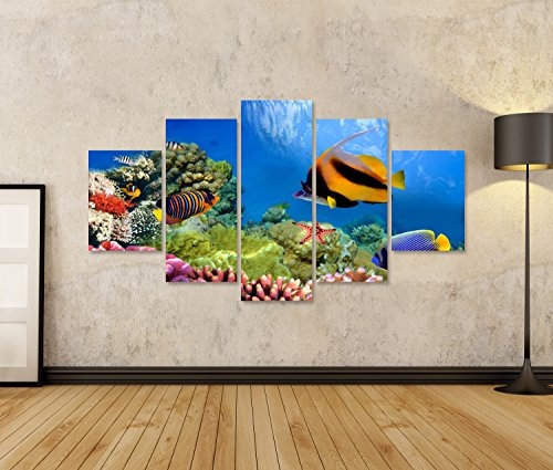 islandburner Bild Bilder auf Leinwand 5 teilig Aquarium Fische Poster, Leinwandbild, Wandbilder