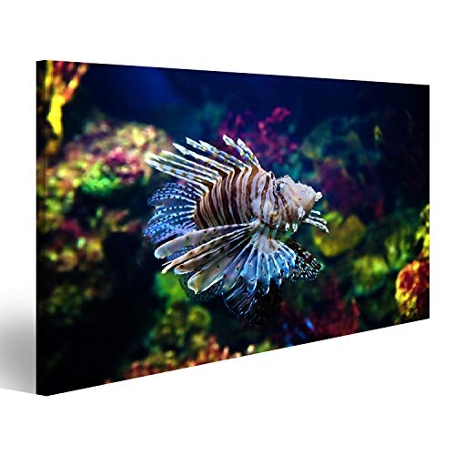 islandburner Bild Bilder auf Leinwand Unterwasseransicht im Aquarium. Fisch, Korallenriff Wandbild, Poster, Leinwandbild NFL