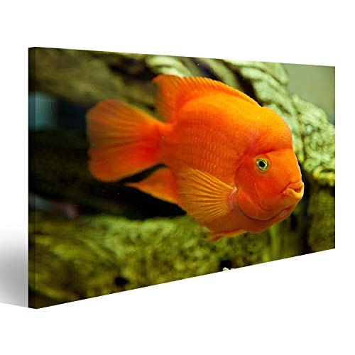 Bild Bilder auf Leinwand Tropisches Süßwasseraquarium mit großen roten Fischen Wandbild, Poster, Leinwandbild PWQ