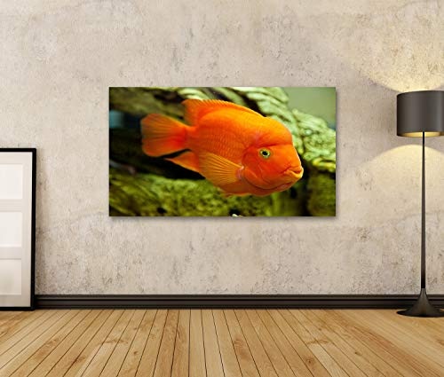 Bild Bilder auf Leinwand Tropisches Süßwasseraquarium mit großen roten Fischen Wandbild, Poster, Leinwandbild PWQ