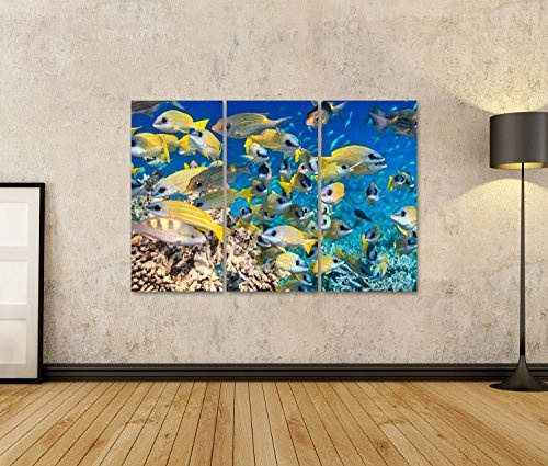 islandburner Bild Bilder auf Leinwand Schule der Fische im Indischen Ozean, Maldives Wandbild, Poster, Leinwandbild LUL