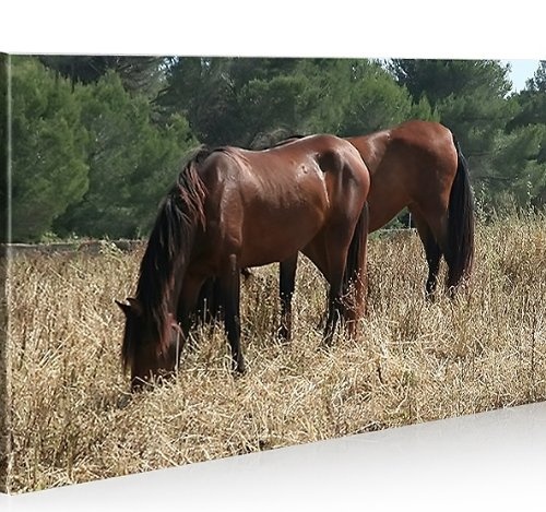 islandburner Bild Bilder auf Leinwand Horses V2 Pferde 1K...