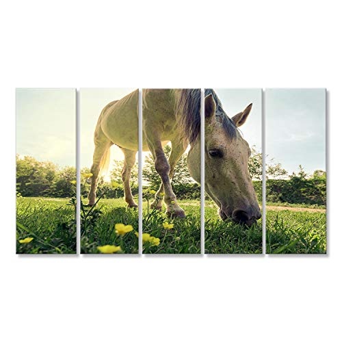 islandburner Bild auf Leinwand EIN Pferd lässt auf grüner Weide an Einem Hellen sonnigen Tag weiden. Ländliche Landschaft Wandbild, Poster, Leinwandbild IMR-5P