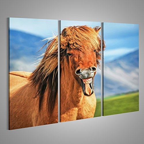 islandburner Bild Bilder auf Leinwand Isländisches Pferd lächelnd Wandbild Leinwandbild Poster DEE