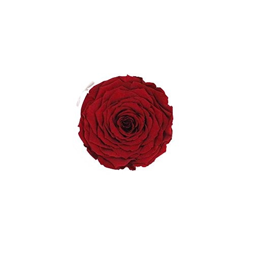 1 XXL Rose gefriergetrocknet stabilisiert echte Rose lange haltbar D: ca. 10cm, Farbe:RED-01