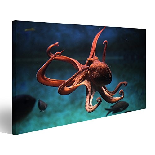 islandburner Bild Bilder auf Leinwand Krake Octopus unter Wasser Tauchen Poster, Leinwandbild, Wandbilder