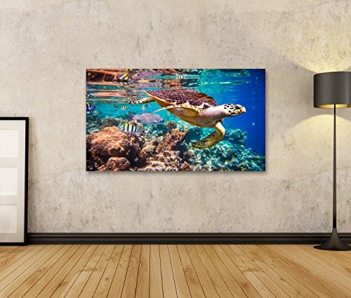 islandburner Bild Bilder auf Leinwand Hawksbill Schildkröte - Eretmochelys imbricata schwimmt unter Wasser. Wandbild, Poster, Leinwandbild EOG