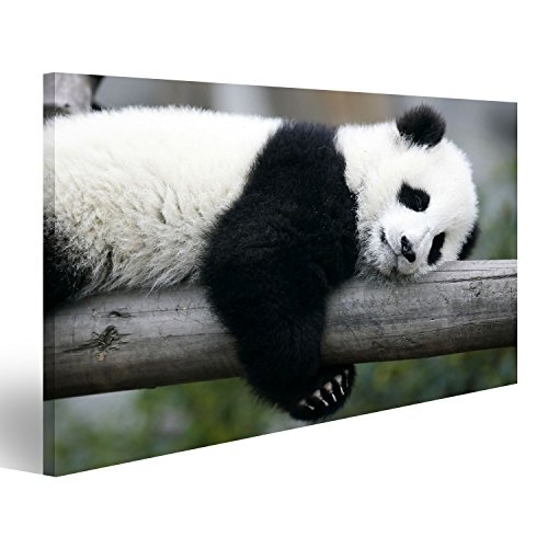 islandburner Bild Bilder auf Leinwand süßer Panda Bär schlafend auf Baum Poster, Leinwandbild, Wandbilder