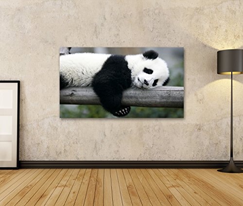 islandburner Bild Bilder auf Leinwand süßer Panda Bär schlafend auf Baum Poster, Leinwandbild, Wandbilder