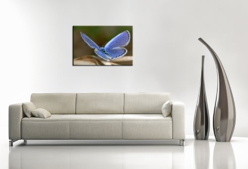 Berger Designs Bild auf Leinwand - modern Art Design (Butterfly- 60x80 cm) Kunstdruck auf Rahmen mit Bilder Motiv (Schmetterling Tiere blau weiß grün) Beste Qualität, handgefertigt in Deutschland.