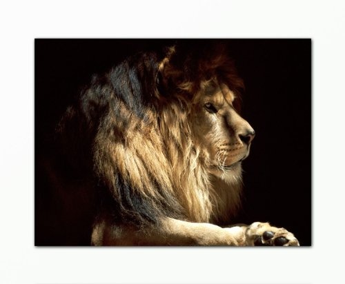 BERGER DESIGNS - Bild auf Leinwand - modern Art Design (Lion King 60x80 cm) Kunstdruck auf Rahmen mit Bilder Motiv (Tier Löwe Raubkatze Afrika Safari König) . 100% Made in Germany - Qualität aus Deutschland.