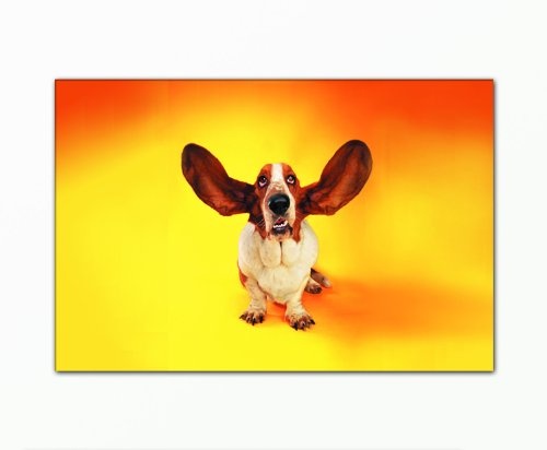 Berger Designs Lustiges Tierbild (funny dog-40x60cm) Bild auf Leinwand als Kunstdruck mit Rahmen aus Holz. (Tier Hund riesige Ohren lustig).100% Made in Germany - Qualität aus Deutschland.