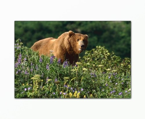 Berger Designs Tierbild (Grizzly Bär 80x120 cm) Bild auf Leinwand als Kunstdruck mit Rahmen aus Holz. Bild Motiv (Tier Bär Grizzlybär Wald Blumen Wiese Pflanzen). 100% Made in Germany