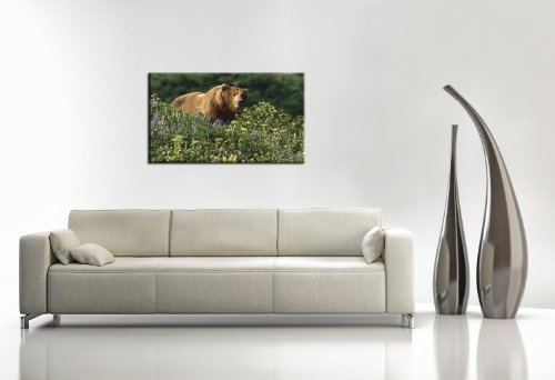 Berger Designs Tierbild (Grizzly Bär 80x120 cm) Bild auf Leinwand als Kunstdruck mit Rahmen aus Holz. Bild Motiv (Tier Bär Grizzlybär Wald Blumen Wiese Pflanzen). 100% Made in Germany
