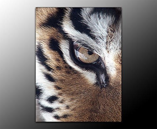 Bilderfabrik - Tierbild - Tiger - auf Leinwand und Holzkeilrahmen bespannt. Beste Qualität, handgefertigt in Deutschland. (70x90 cm)