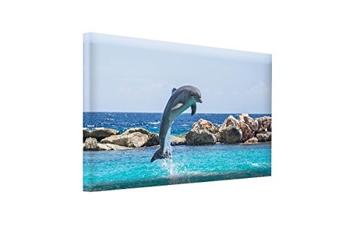 Bilderfabrik Naturbild - Delphin - auf Leinwand und Holzkeilrahmen bespannt. Beste Qualität, handgefertigt in Deutschland. (80x120 cm)