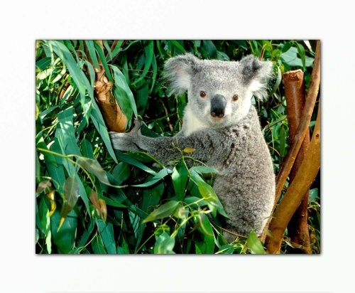 Berger Designs Foto Bild (koala_bear-60x80cm) Bild auf Leinwand als Kunstdruck mit Rahmen aus Holz. Bilder Motiv (Koala Bär kletternd Ast Bäume).100% Made in Germany - Qualität aus Deutschland