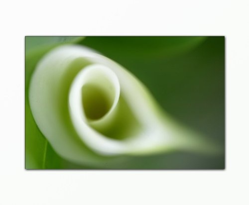 BERGER DESIGNS - Leinwandbild xxl (Calla_Lilly - 80x120 cm) Bild fertig gerahmt mit Keilrahmen. Kunstdruck als Wandbild mit Rahmen aus Holz. Picture Style (Natur Blumen Calla weiß grün). Beste Qualität, handgefertigt in Deutschland.