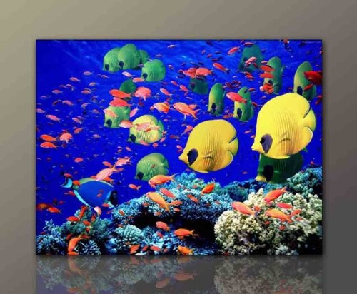 Wandbild auf Leinwand günstig & modern (Coral_Fish-60x80cm) Korallen Fisch Deko Bilder fertig gerahmt mit Keilrahmen riesig. Ausführung Kunstdruck auf echter Leinwand als Wandbild mit Rahmen. Preiswerter als Ölbild Gemälde Poster Plakat mit Bilderrahmen.