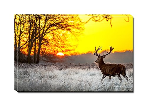 Berger Designs - Bild auf Leinwand als Kunstdruck in verschiedenen Größen. Prächtiger Hirsch im Sonnenuntergang. Beste Qualität aus Deutschland (90 x 70 cm (BxH))