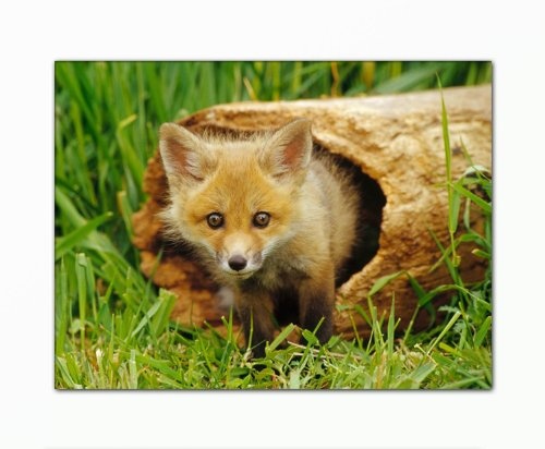 Berger Designs Tierbild Foto (Fox 60x80 cm) Bild auf...