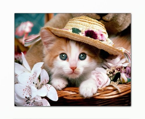 Berger Designs Tierbild Foto (funny cat-40x50cm) Bild auf...