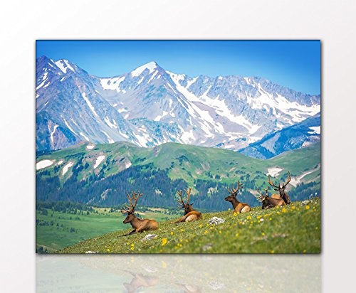 BERGER DESIGNS - Landschaftsbild "Elks on the Rocky Mountain" 60x80 cm auf Leinwand und Holzkeilrahmen (Natur, Landschaft, Berge, Schnee, Gletscher, Rocky Mountains, Wiesen, Wälder, Elche) - Beste Qualität, handgefertigt in Deutschland