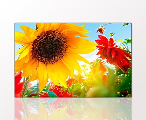 Berger Designs Blumenbild A Sunny Day 70 x 110 cm auf Leinwand und Holzkeilrahmen (Natur, Blumen, Pflanzen, Sonnenblume, Feld, Garten) - Beste Qualität, handgefertigt in Deutschland.